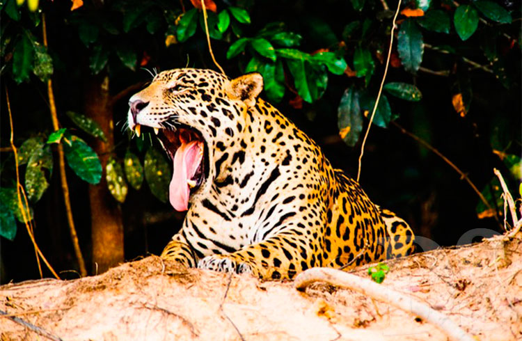 Onça-pintada é um dos símbolos do Pantanal