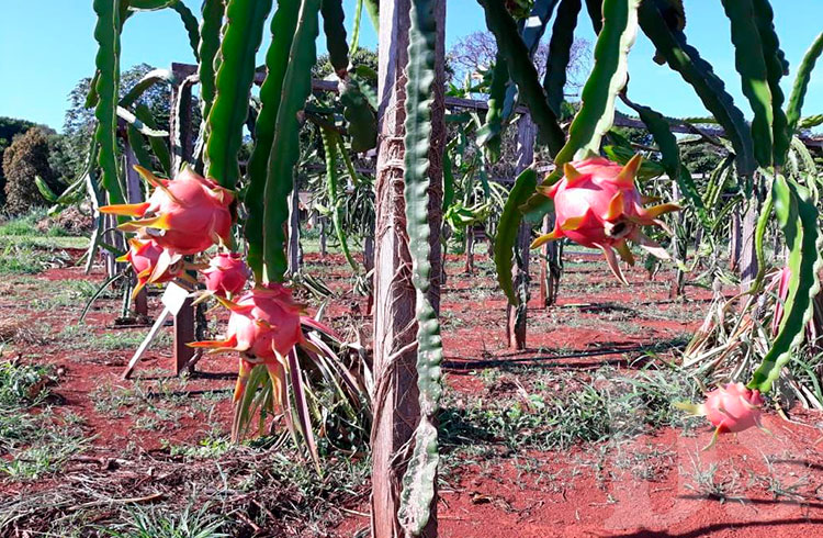 Começou a colheita da pitaya no campo experimental