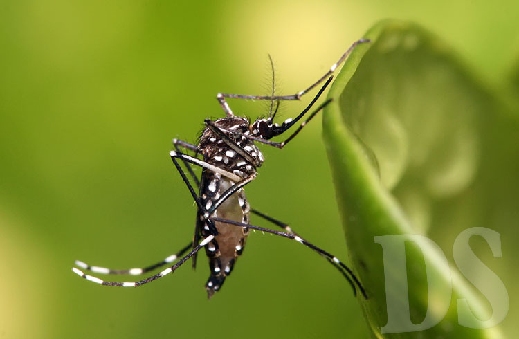 Mosquito transmissor da dengue, Aedes aegypti