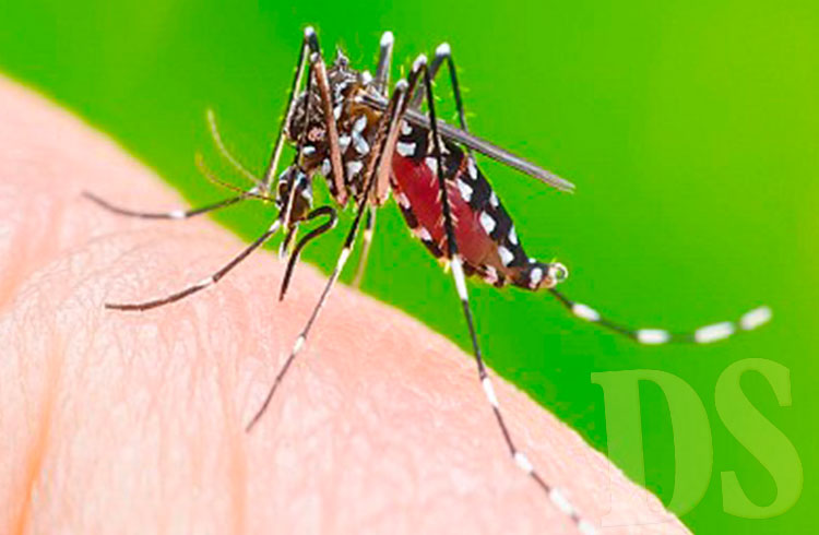 Mosquito transmissor das doenças