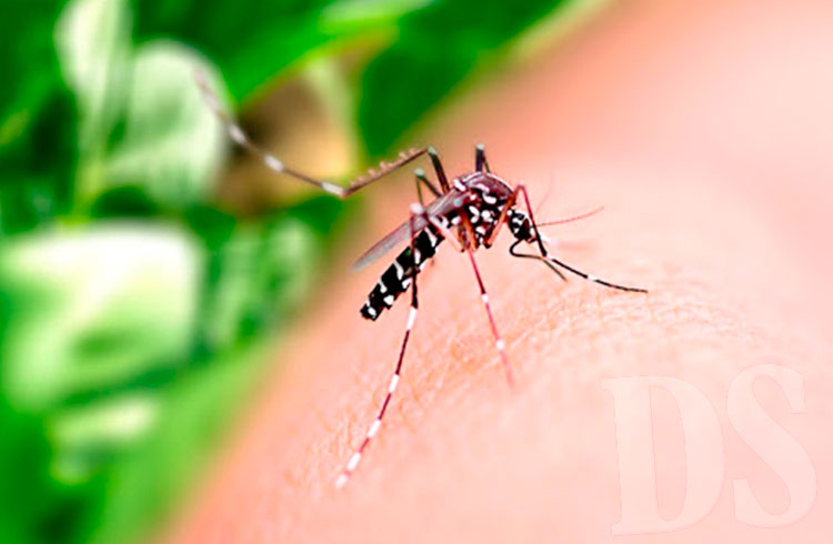 Objetivo é combater o foco do Aedes aegypti