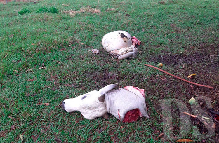 Mata o gado e esquarteja no local, levando parte da carne