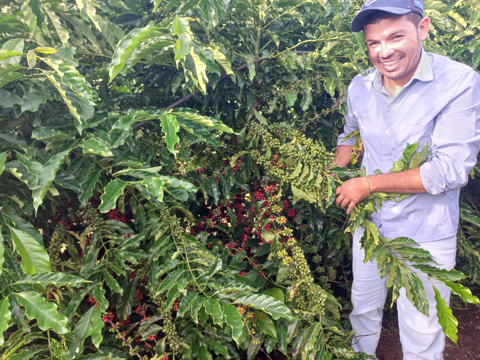 Jornal do Campo ES  Colheita do café conillon começa em breve