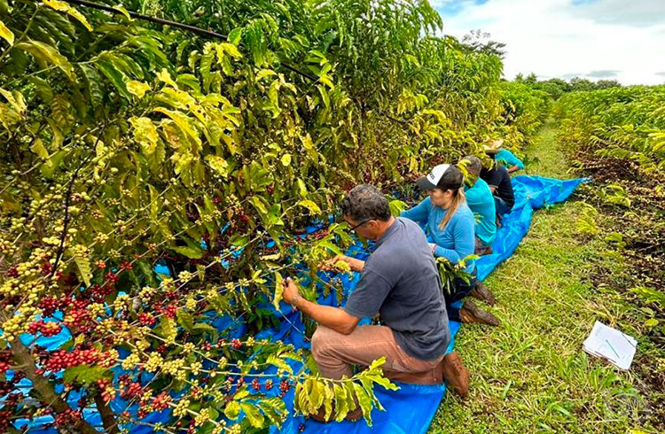 Chapada: Cultivo de cafeeiro robusta/conillon se mostra viável na região  chapadeira como alternativa para a produção de café – Jornal da Chapada
