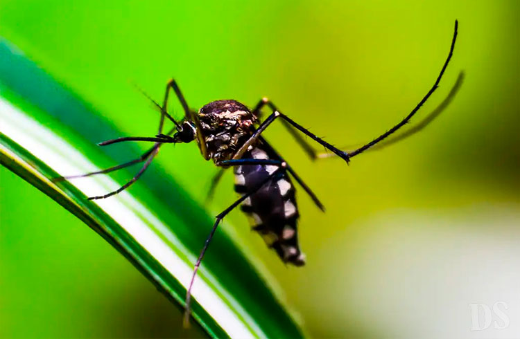 Armadilha mata os mosquitos adultos