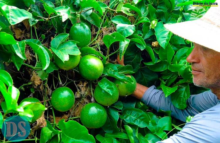 Produção de maracujá hoje é essencial