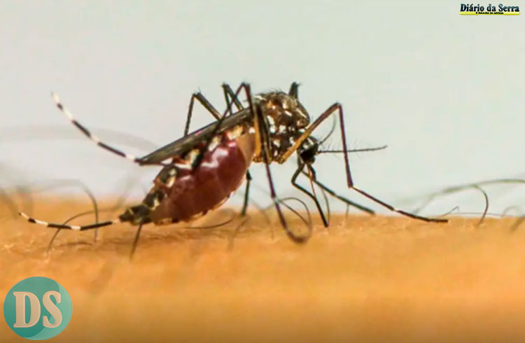 Município prepara ações para combate ao mosquito