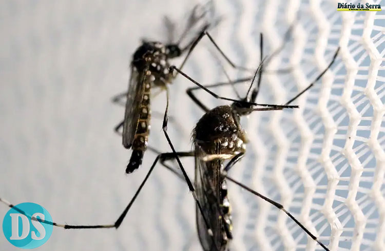 Mosquitos Aedes aegypti vistos no laboratório