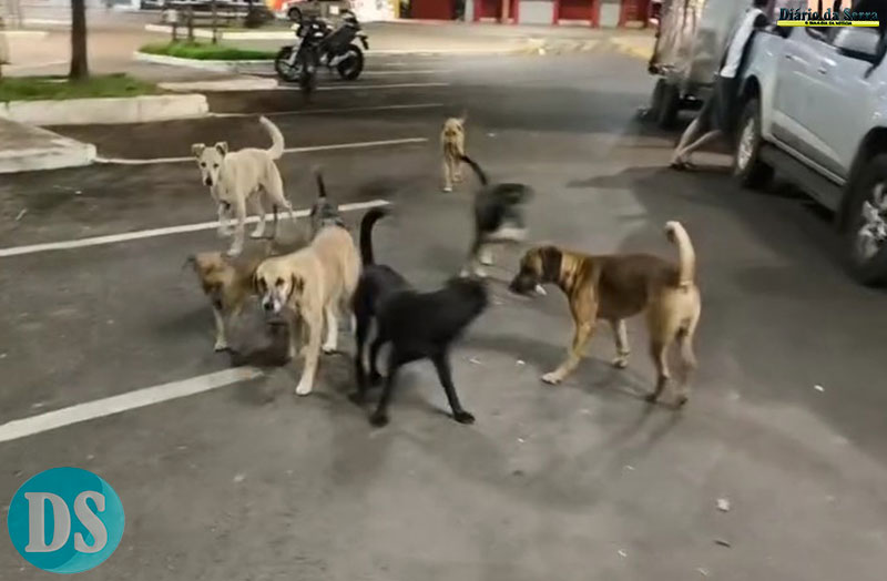 Animais circulam em bando pelas ruas