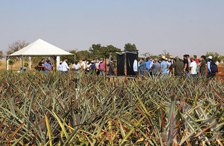 Apoiado pela Prefeitura, Dia de Campo na Unemat apresenta 8 variedades de abacaxi