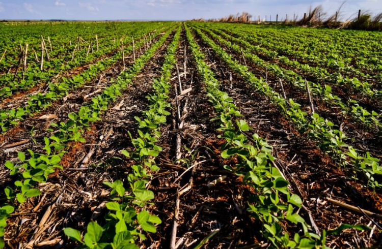 Pesquisa: soja plantada em fevereiro tem melhor qualidade