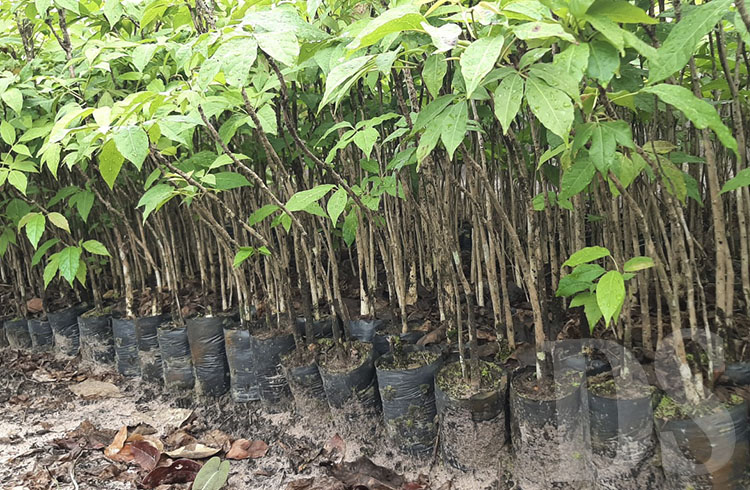 TANGARÁ DA SERRA - Cultivo de mudas de árvores nativas para reflorestamento é aposta de fazenda no MT