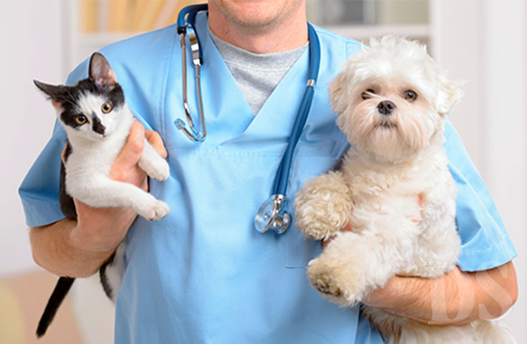 NESTE SÁBADO – Última etapa da vacinação de cães e gatos