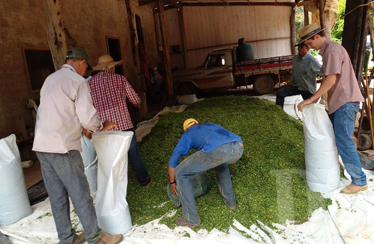 Silagem da rama da mandioca é apresentada como mais uma opção para o produtor durante estiagem