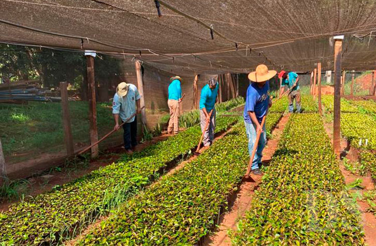 MT PRODUTIVO – Empaer e parceiros produzem 45 mil mudas de café