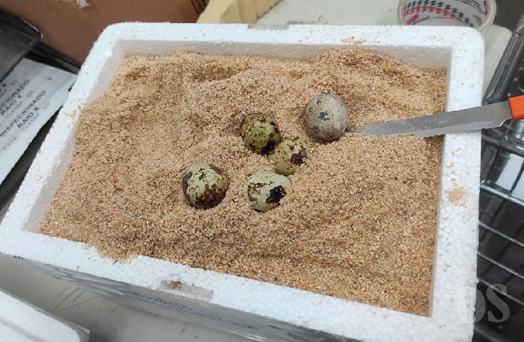 APÓS DENÚNCIA – Batalhão Ambiental apreende ovos de animais silvestres