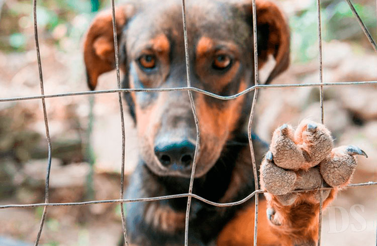 PROJETO DE LEI – Agressores que cometem crimes de maus-tratos a animais deverão arcar com as despesas do tratamento