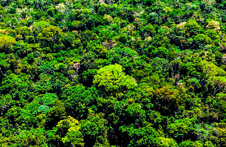 SEIS MESES – Mato Grosso reduz em 22% alertas de desmatamento