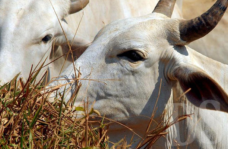 Indea identifica dois casos de raiva bovina em Tangará da Serra