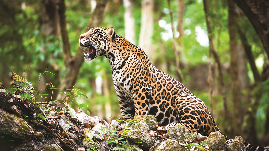 'Lei da Onça' prevê indenização a pecuaristas que tiverem prejuízo com ataques ao rebanho