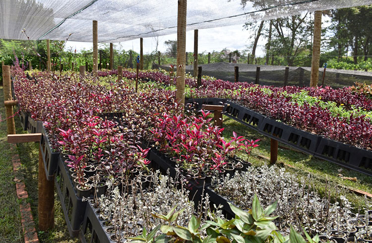 RECONHECIMENTO – Prefeitura cultiva plantas para ornamentação de canteiros e espaços públicos