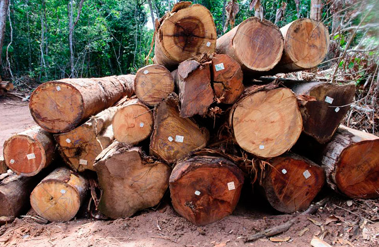 ATÉ ABRIL – Iniciado período proibitivo para exploração do manejo sustentável