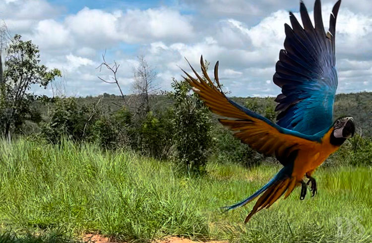 DE VOLTA À NATUREZA – Arara-canindé e antas resgatadas são levadas para Santuário de Elefantes