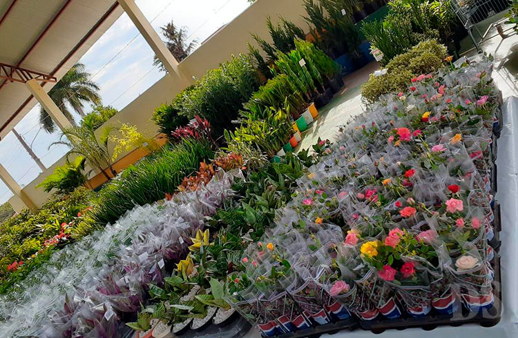 XII EDIÇÃO - Apae de Tangará da Serra prepara nova edição da Expoflor