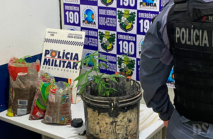 NO FINAL DE SEMANA – Pés de maconha e jovens alcoolizados foram apreendidos pela PM de Barra do Bugres