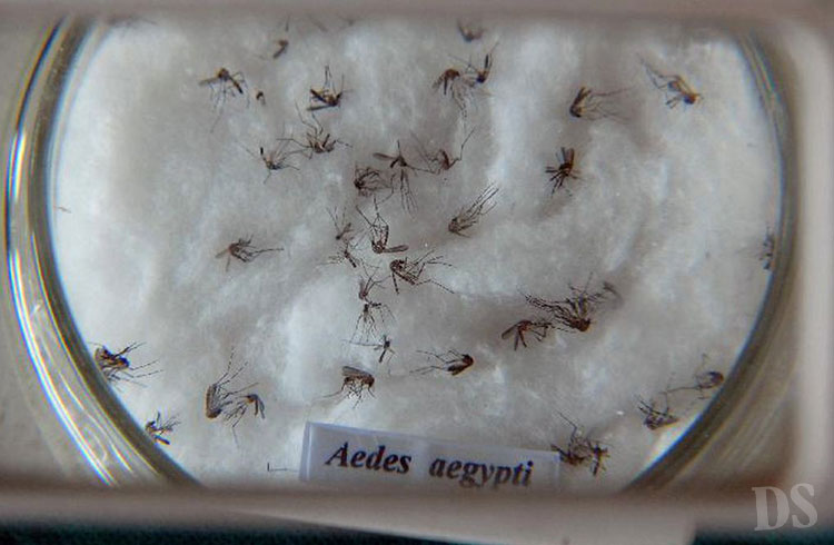 QDENGA – Nova vacina contra a dengue chega ao Brasil
