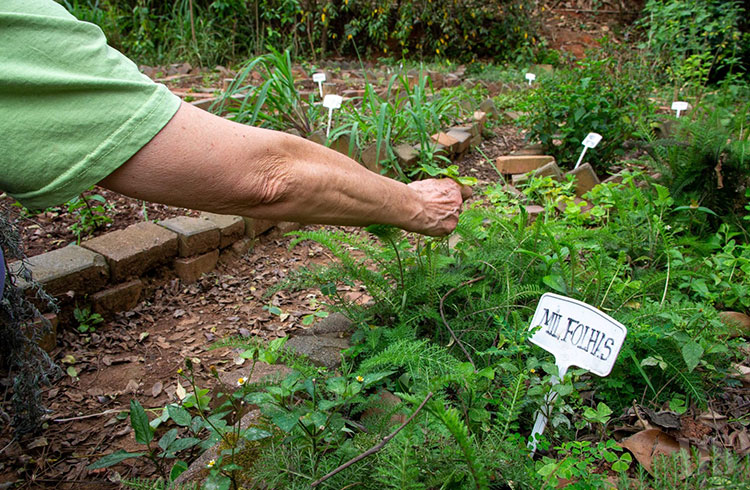 SOLICITAÇÃO ATENDIDA – Horta Medicinal será reativada na Escola Agrícola