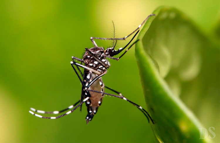 AEDES AEGYPTI – Tangará da Serra registra até o momento, 955 casos suspeitos de dengue e investiga uma morte