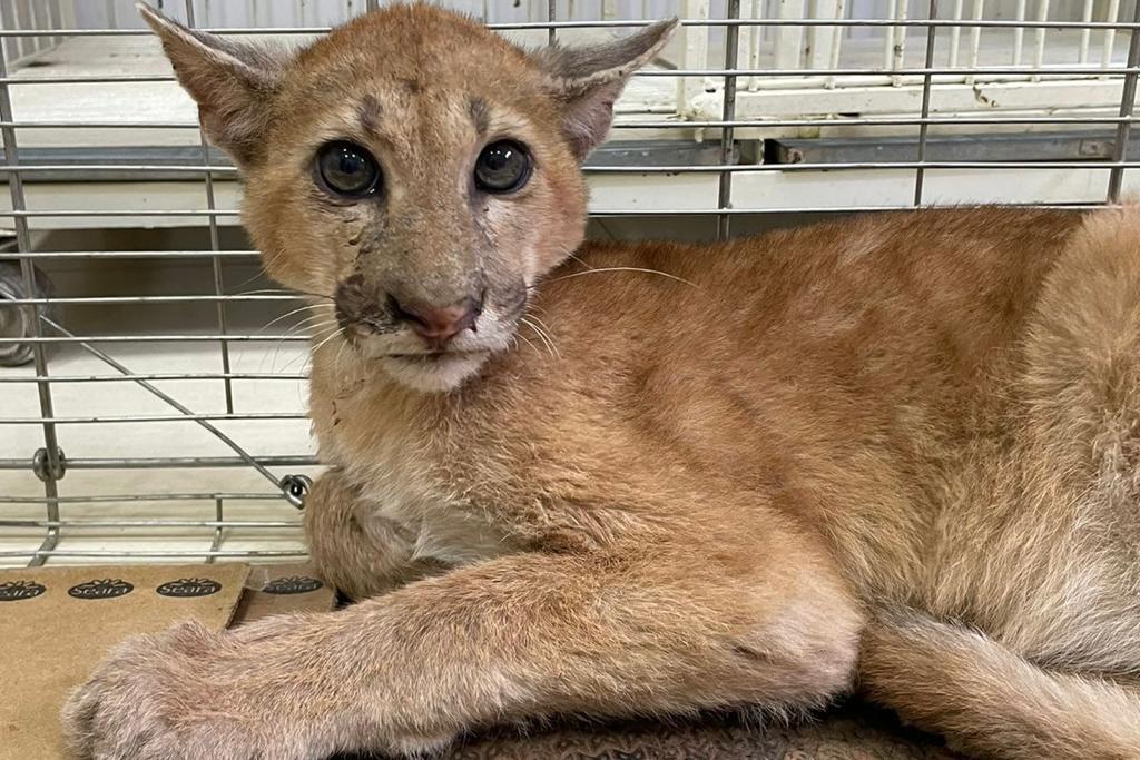 RESGATE DE ANIMAL SILVESTRE - Sema-MT acompanha onça-parda atropelada na MT-358 e orienta sobre o que fazer em caso de acidentes com animais silvestres