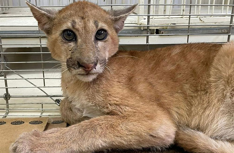 RESGATE DE ANIMAL SILVESTRE – Sema-MT acompanha onça-parda atropelada na MT-358