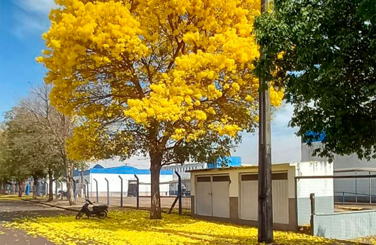 NAS CALÇADAS – ‘Arboriza Tangará’ já está com inscrições abertas