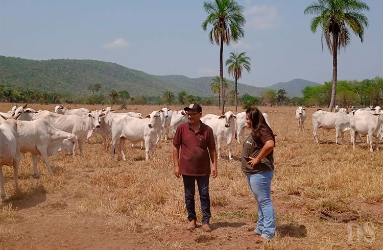 EM MATO GROSSO – Inseminação artificial bovina é caso de sucesso