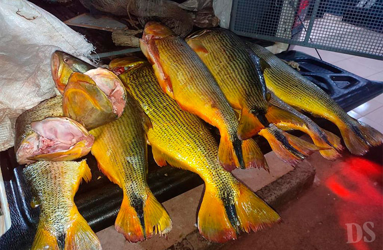 PESCA PREDATÓRIA – Batalhão Ambiental da PM apreende 35 quilos de Dourado em Tangará da Serra