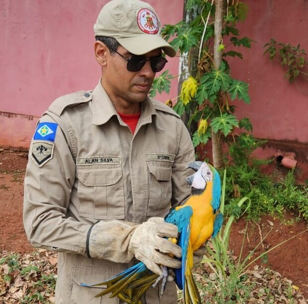 TANGARÁ DA SERRA - Corpo de Bombeiros Militar resgata arara com ferimentos nas asas