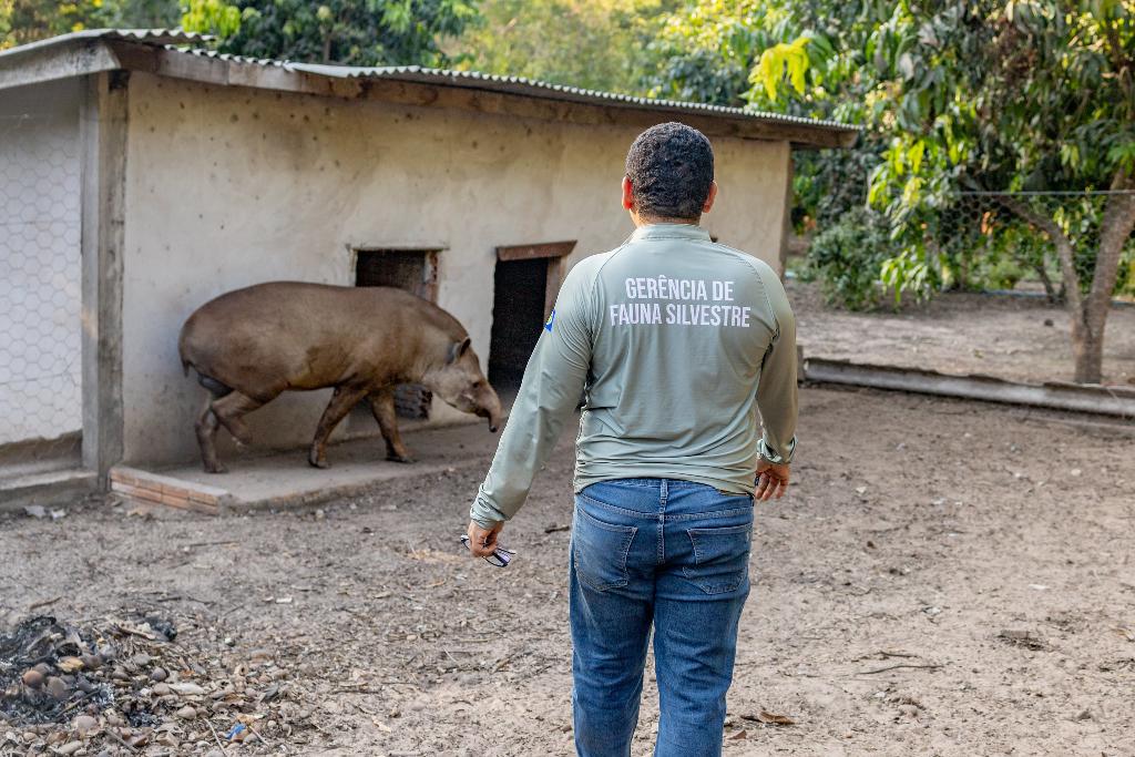 RETORNO À NATUREZA - Antas resgatadas pela Sema-MT passam a viver em reserva ecológica após tratamento complexo de saúde