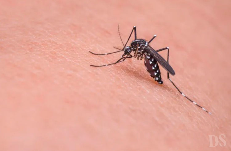 COMBATE AO MOSQUITO – Semana D contra dengue em Mato Grosso será de 18 a 30 de março