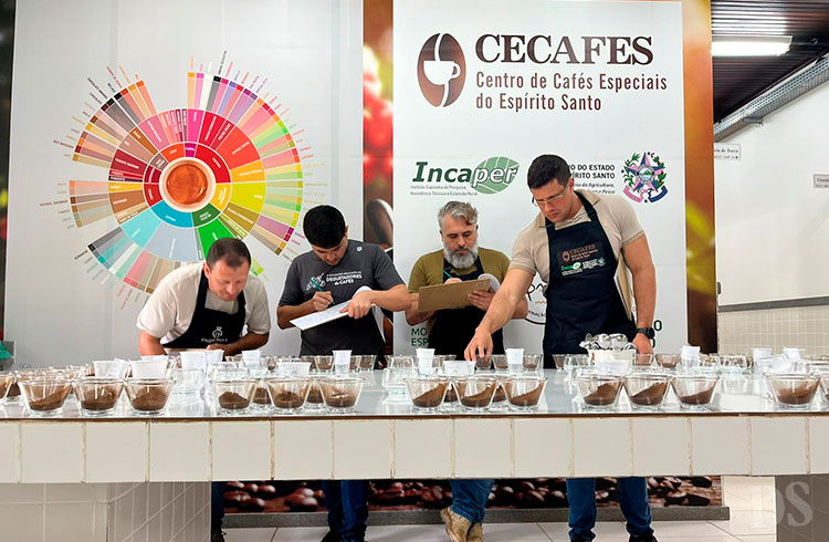 AVALIAÇÃO DE QUALIDADE – Pesquisa identifica os melhores clones de café para produção em MT