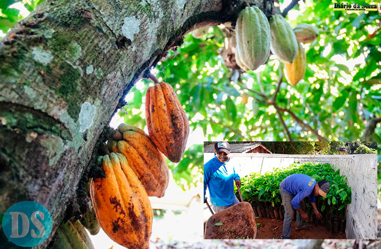 DIVERSIFICAÇÃO DA CULTURA – Parceria produz 35 mil mudas de cacau para agricultores