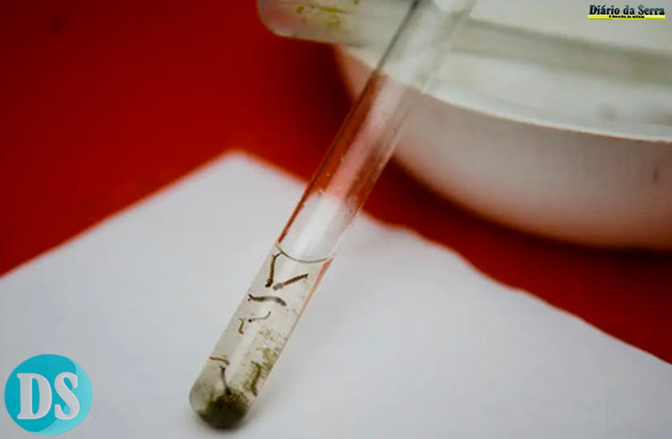 EM MAIO – Chikungunya, dengue e zika desaceleram em Tangará