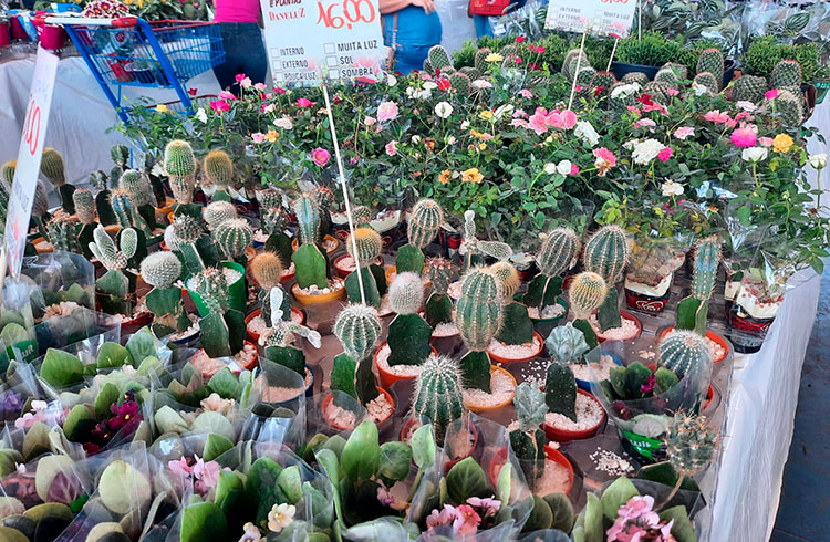 NA QUADRA DA APAE – Com grande variedade de flores e plantas, Expoflor segue até sábado