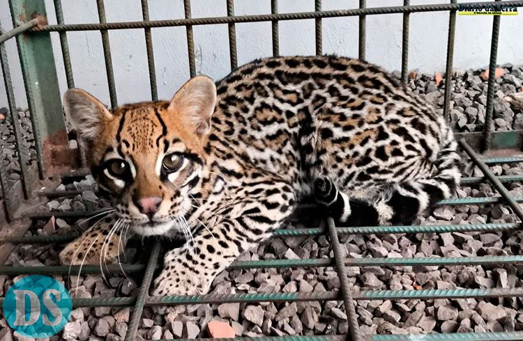 DE VOLTA PARA CASA – Sema solta jaguatirica resgatada em área urbana de Sapezal