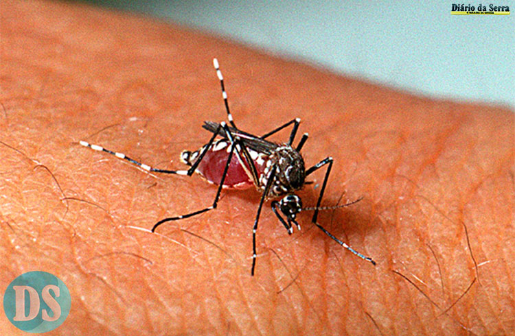 MINUTO CONTRA O MOSQUITO – Município reforça ações de combate ao mosquito Aedes aegypti