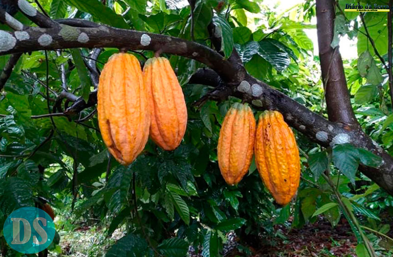 AGRICULTURA FAMILIAR – Implantação da cultura do Cacau em Tangará será tema de evento no Sindicato Rural