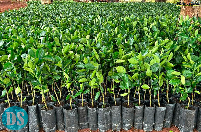 Governo de MT distribui 170 mil mudas cítricas para pequenos produtores de 47 municípios