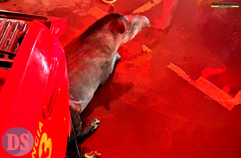 ALERTA - Corpo de Bombeiros realizou 933 resgates de animais silvestres e domésticos em Mato Grosso