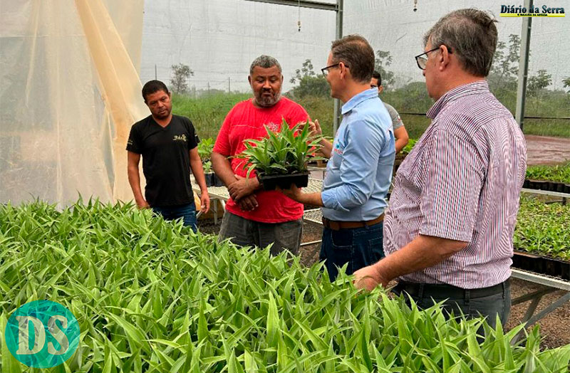EXTENSÃO – MT Horticultura inicia a distribuição de mudas de abacaxizeiros